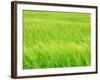 Barley Field-null-Framed Photographic Print