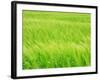 Barley Field-null-Framed Photographic Print