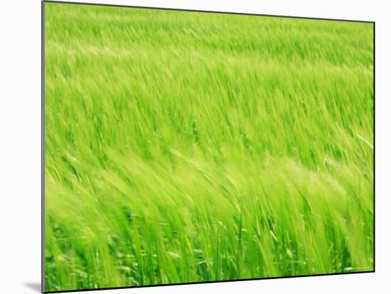 Barley Field-null-Mounted Photographic Print