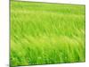 Barley Field-null-Mounted Photographic Print