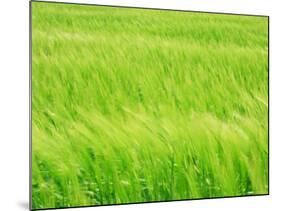 Barley Field-null-Mounted Photographic Print