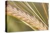 Barley Ripening Seeds-null-Stretched Canvas