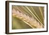 Barley Ripening Seeds-null-Framed Photographic Print