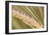 Barley Ripening Seeds-null-Framed Photographic Print