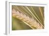 Barley Ripening Seeds-null-Framed Photographic Print