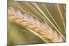 Barley Ripening Seeds-null-Mounted Photographic Print