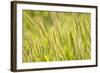 Barley, Santa Monica Mountains National Recreation Area, California-Rob Sheppard-Framed Photographic Print