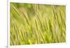 Barley, Santa Monica Mountains National Recreation Area, California-Rob Sheppard-Framed Photographic Print