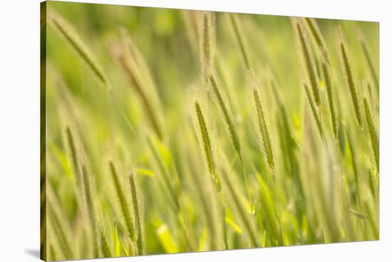 Barley, Santa Monica Mountains National Recreation Area, California-Rob Sheppard-Stretched Canvas