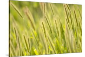 Barley, Santa Monica Mountains National Recreation Area, California-Rob Sheppard-Stretched Canvas