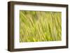 Barley, Santa Monica Mountains National Recreation Area, California-Rob Sheppard-Framed Photographic Print