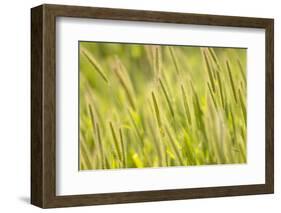 Barley, Santa Monica Mountains National Recreation Area, California-Rob Sheppard-Framed Photographic Print