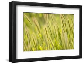 Barley, Santa Monica Mountains National Recreation Area, California-Rob Sheppard-Framed Photographic Print