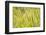 Barley, Santa Monica Mountains National Recreation Area, California-Rob Sheppard-Framed Photographic Print