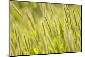 Barley, Santa Monica Mountains National Recreation Area, California-Rob Sheppard-Mounted Photographic Print