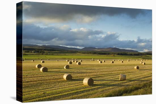 Barley Straw Bales in Field after Harvest, Inverness-Shire, Scotland, UK, October-Mark Hamblin-Stretched Canvas