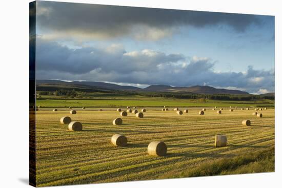 Barley Straw Bales in Field after Harvest, Inverness-Shire, Scotland, UK, October-Mark Hamblin-Stretched Canvas