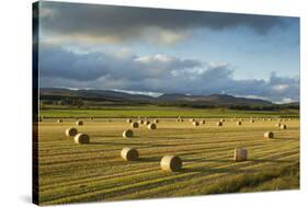 Barley Straw Bales in Field after Harvest, Inverness-Shire, Scotland, UK, October-Mark Hamblin-Stretched Canvas