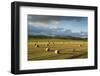 Barley Straw Bales in Field after Harvest, Inverness-Shire, Scotland, UK, October-Mark Hamblin-Framed Photographic Print