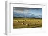 Barley Straw Bales in Field after Harvest, Inverness-Shire, Scotland, UK, October-Mark Hamblin-Framed Photographic Print