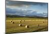 Barley Straw Bales in Field after Harvest, Inverness-Shire, Scotland, UK, October-Mark Hamblin-Mounted Photographic Print