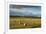 Barley Straw Bales in Field after Harvest, Inverness-Shire, Scotland, UK, October-Mark Hamblin-Framed Photographic Print