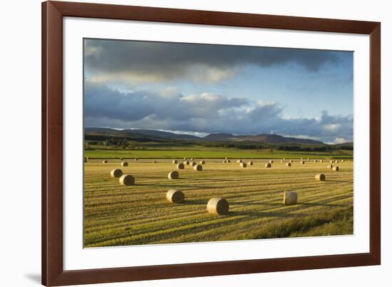 Barley Straw Bales in Field after Harvest, Inverness-Shire, Scotland, UK, October-Mark Hamblin-Framed Photographic Print