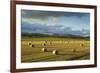 Barley Straw Bales in Field after Harvest, Inverness-Shire, Scotland, UK, October-Mark Hamblin-Framed Photographic Print