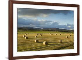 Barley Straw Bales in Field after Harvest, Inverness-Shire, Scotland, UK, October-Mark Hamblin-Framed Photographic Print