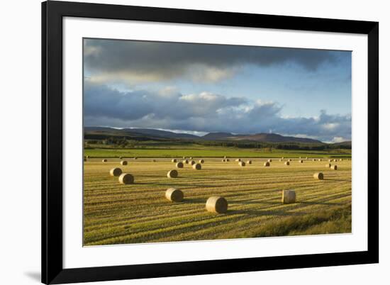 Barley Straw Bales in Field after Harvest, Inverness-Shire, Scotland, UK, October-Mark Hamblin-Framed Photographic Print