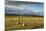 Barley Straw Bales in Field after Harvest, Inverness-Shire, Scotland, UK, October-Mark Hamblin-Mounted Photographic Print