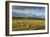 Barley Straw Bales in Field after Harvest, Inverness-Shire, Scotland, UK, October-Mark Hamblin-Framed Photographic Print