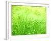 Barley-null-Framed Photographic Print