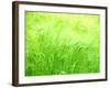 Barley-null-Framed Photographic Print