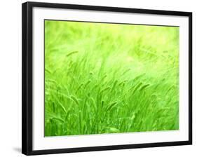 Barley-null-Framed Photographic Print