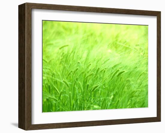 Barley-null-Framed Photographic Print