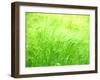 Barley-null-Framed Photographic Print