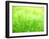 Barley-null-Framed Photographic Print