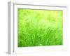 Barley-null-Framed Photographic Print