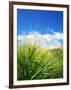 Barley-null-Framed Photographic Print