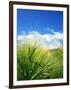 Barley-null-Framed Photographic Print