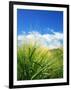 Barley-null-Framed Photographic Print