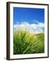 Barley-null-Framed Photographic Print