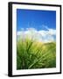 Barley-null-Framed Photographic Print