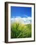 Barley-null-Framed Photographic Print