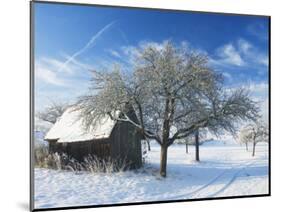 Barn and Apple Trees in Winter, Weigheim, Baden-Wurttemberg, Germany, Europe-Jochen Schlenker-Mounted Photographic Print