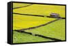 Barn and Dry Stone Walls in Buttercup Meadows at Gunnerside-Mark Sunderland-Framed Stretched Canvas
