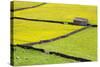 Barn and Dry Stone Walls in Buttercup Meadows at Gunnerside-Mark Sunderland-Stretched Canvas