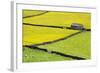 Barn and Dry Stone Walls in Buttercup Meadows at Gunnerside-Mark Sunderland-Framed Photographic Print