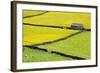 Barn and Dry Stone Walls in Buttercup Meadows at Gunnerside-Mark Sunderland-Framed Photographic Print